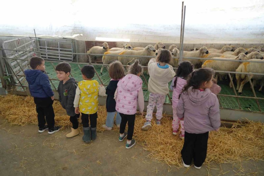 Niğde’de Minik Öğrenciler Hayvansal Üretimi Yerinde Öğrendi