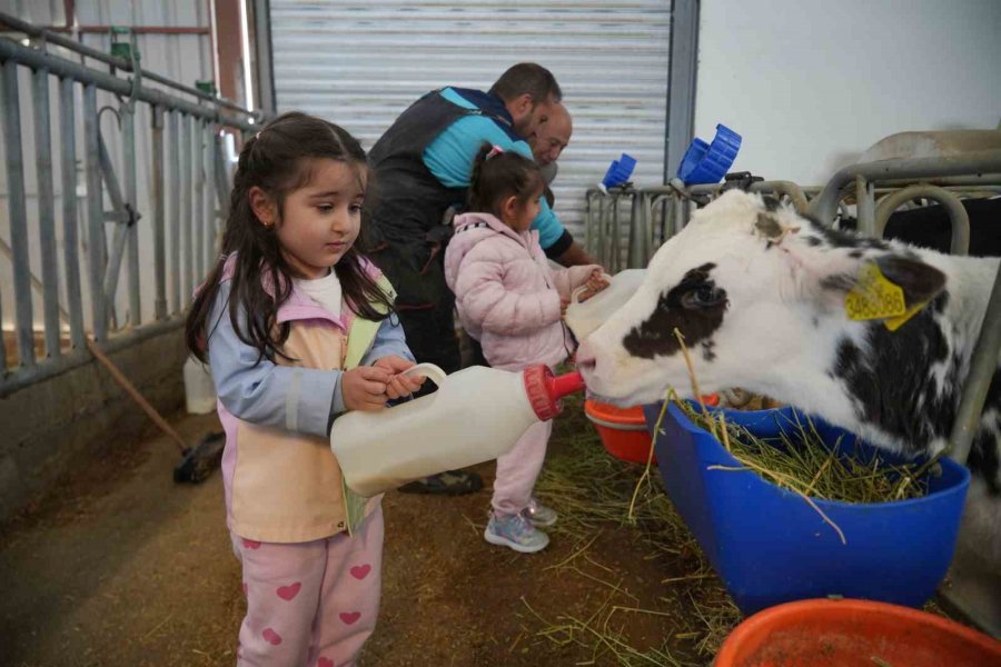 Niğde’de Minik Öğrenciler Hayvansal Üretimi Yerinde Öğrendi