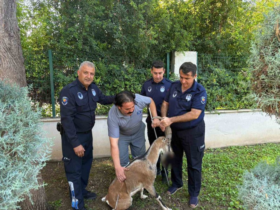 Kemer’de Yaralı Bulunan Dağ Keçisi Tedavi Altına Alındı