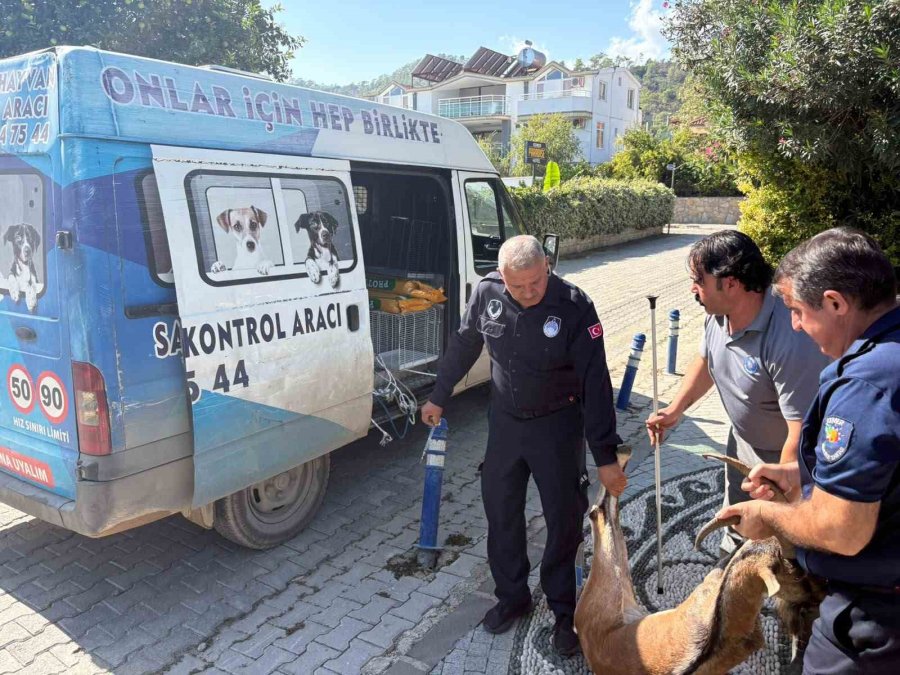 Kemer’de Yaralı Bulunan Dağ Keçisi Tedavi Altına Alındı