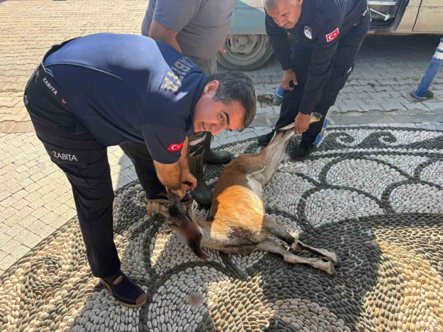 Kemer’de Yaralı Bulunan Dağ Keçisi Tedavi Altına Alındı
