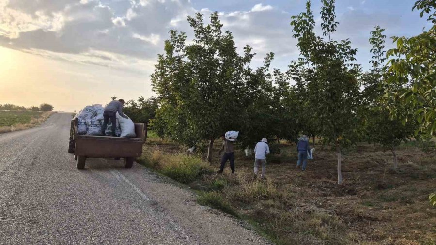 Beyşehir’de Ceviz Mesaisi Hızlandı
