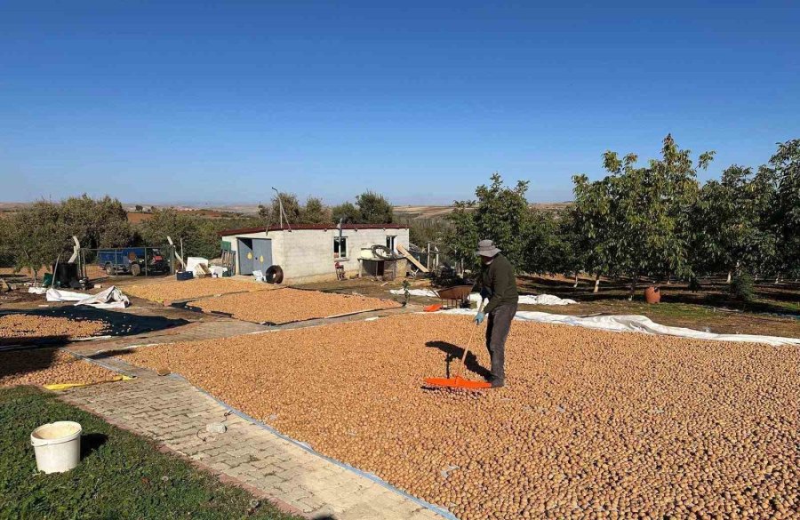 Beyşehir’de Ceviz Mesaisi Hızlandı