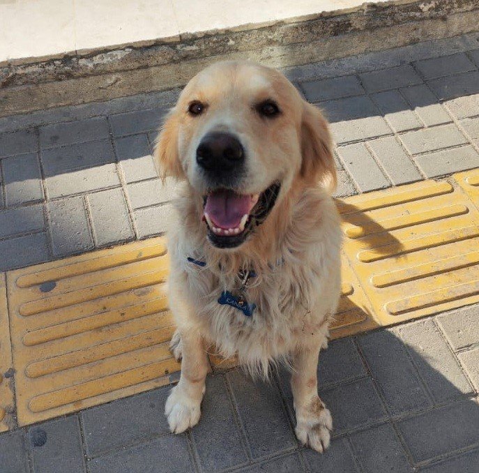 Araçla Ezilen Köpek Kurtarılamadı