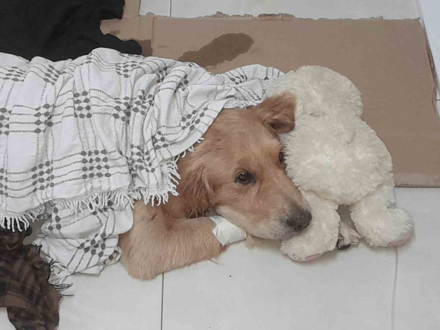 Araçla Ezilen Köpek Kurtarılamadı