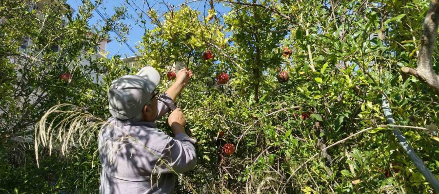 Mersin’de Kazanlar Kuruldu, Yörüklerin Nar Ekşisi Mesaisi Başladı