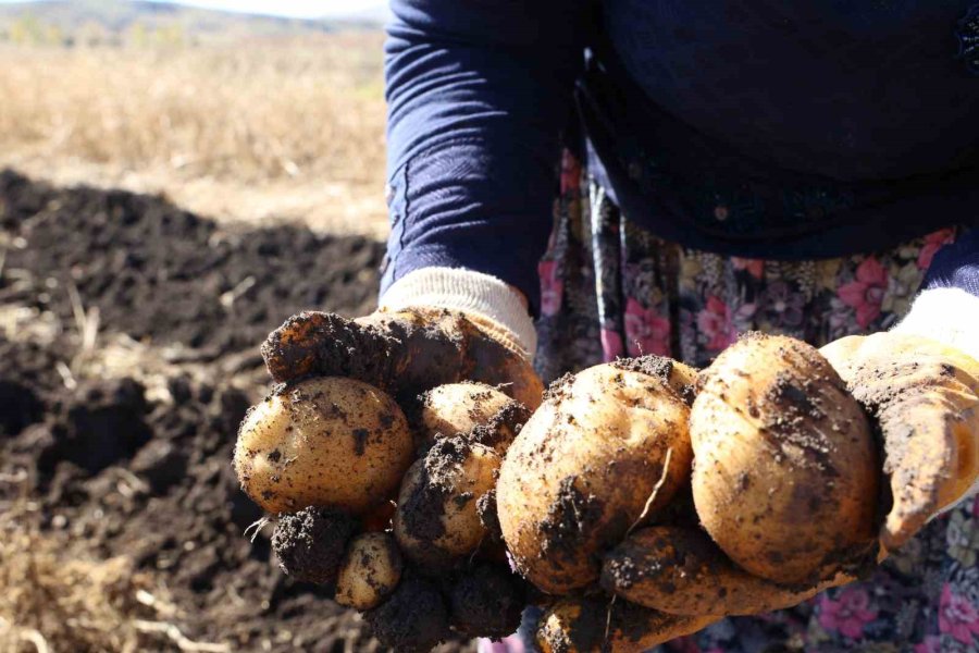 Korkuteli’nde İlaçsız Patateslerin Hasadı Yapıldı