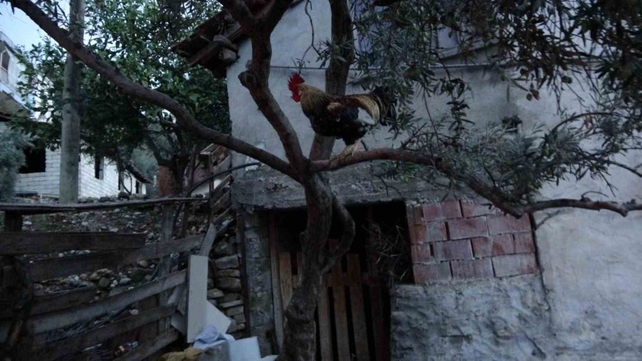 Benzin İle Ocakta Odun Yakmak İsterken Evi Yaktı