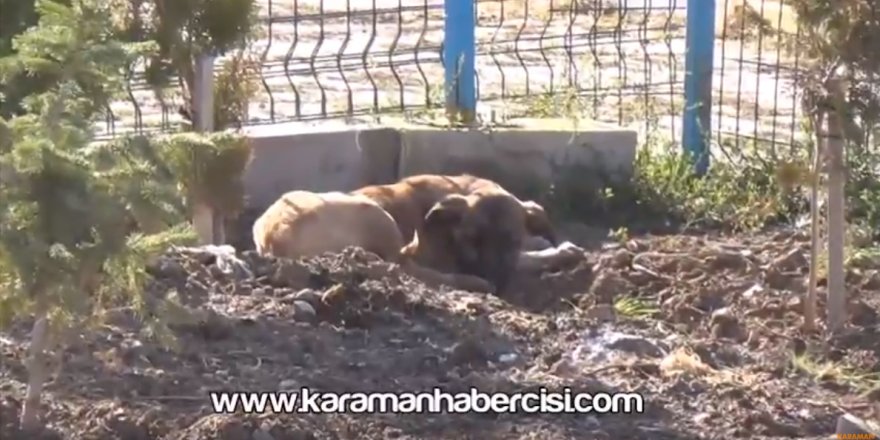 Yavru Köpekler Yeni Yaşamlarına Başlıyor