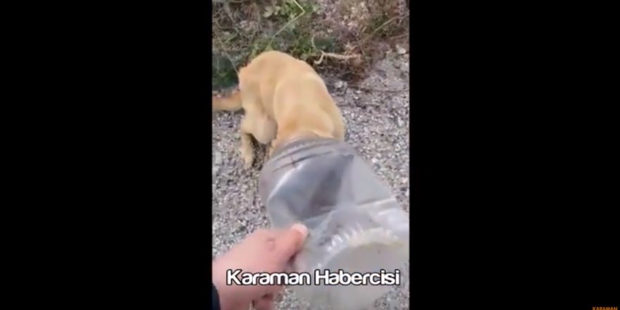 Kafası Bidona Giren Köpek