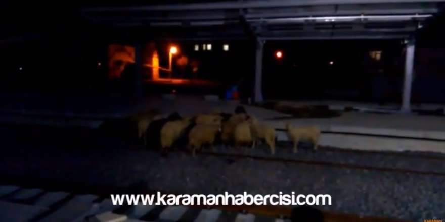 Karaman İstasyonun Davetsiz Misafirleri