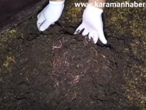 Karaman solucan gübresi üretimi