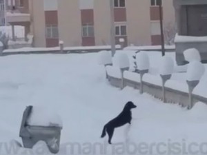 Karda Hayvanların Mücadelesi